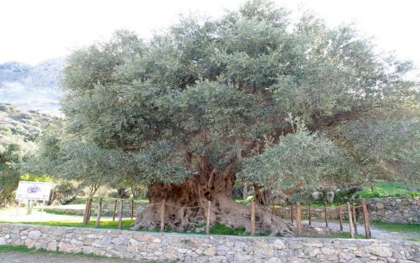 Zeytin Ağacı Coğrafi İstekleri