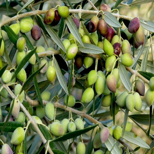 Çekişte Zeytin Fidanı