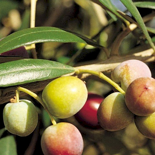 Ayvalık Zeytin Fidanı