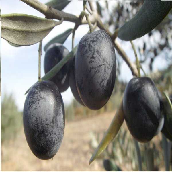 Gemlik Zeytin Fidanı