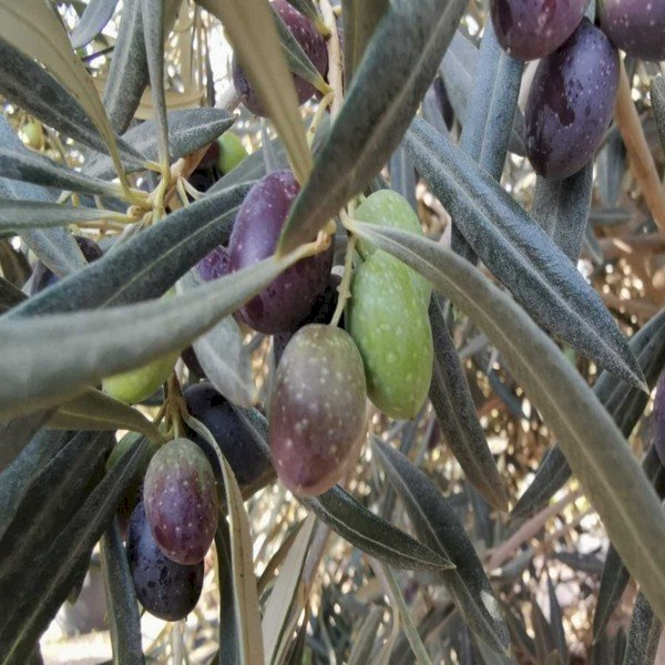 Eşek Zeytini Fidanı