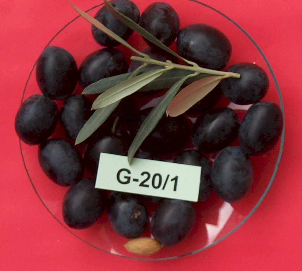 Mavi Sertifikalı Gemlik 20/1 Zeytin Fidanı