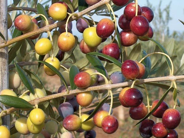 Arbequina Zeytin Fidanı