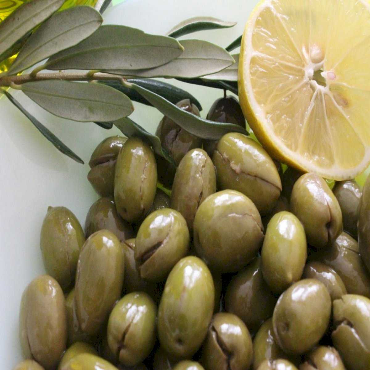 Mavi Sertifikalı Çekişte Zeytin Fidanı