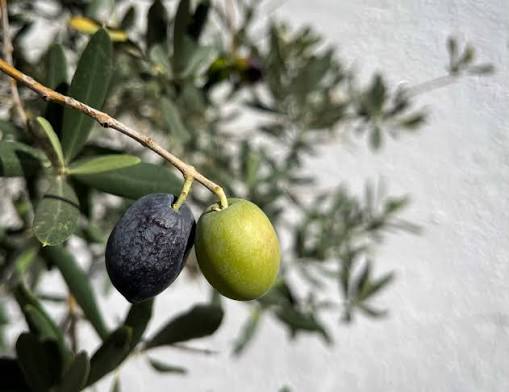Erkence Zeytin Fidanı