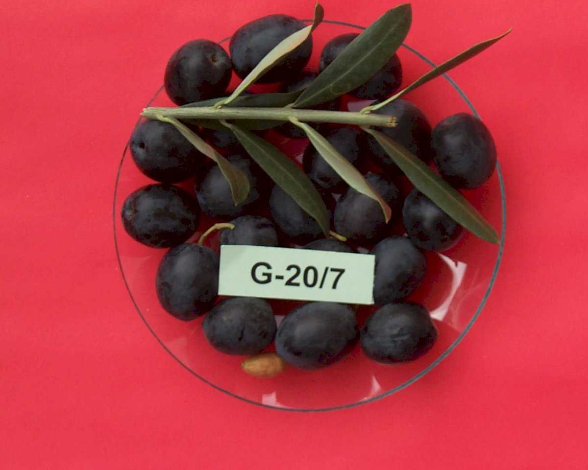 Mavi Sertifikalı Gemlik 20/7 Zeytin Fidanı