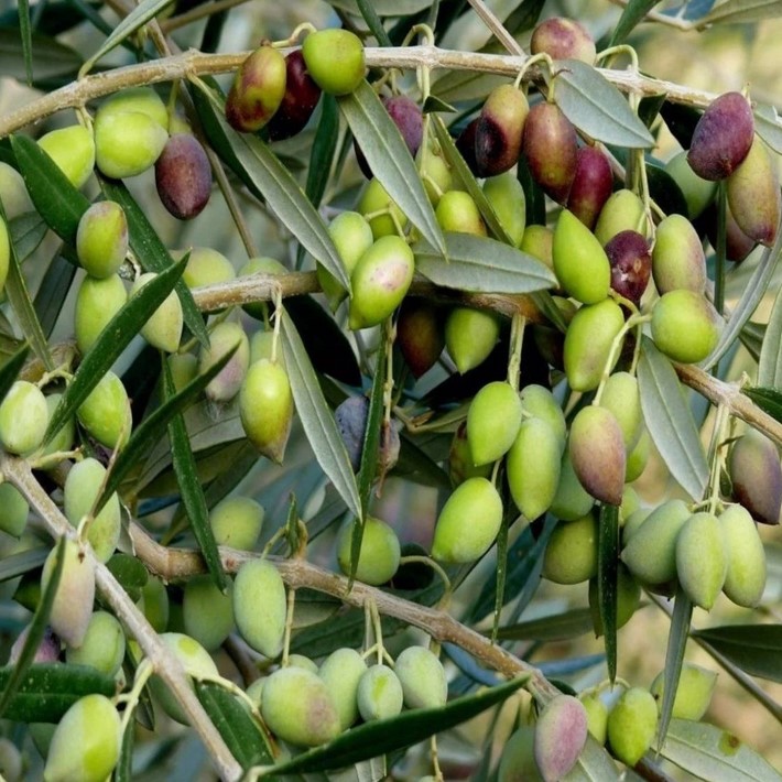 Girit Zeytin Fidanı