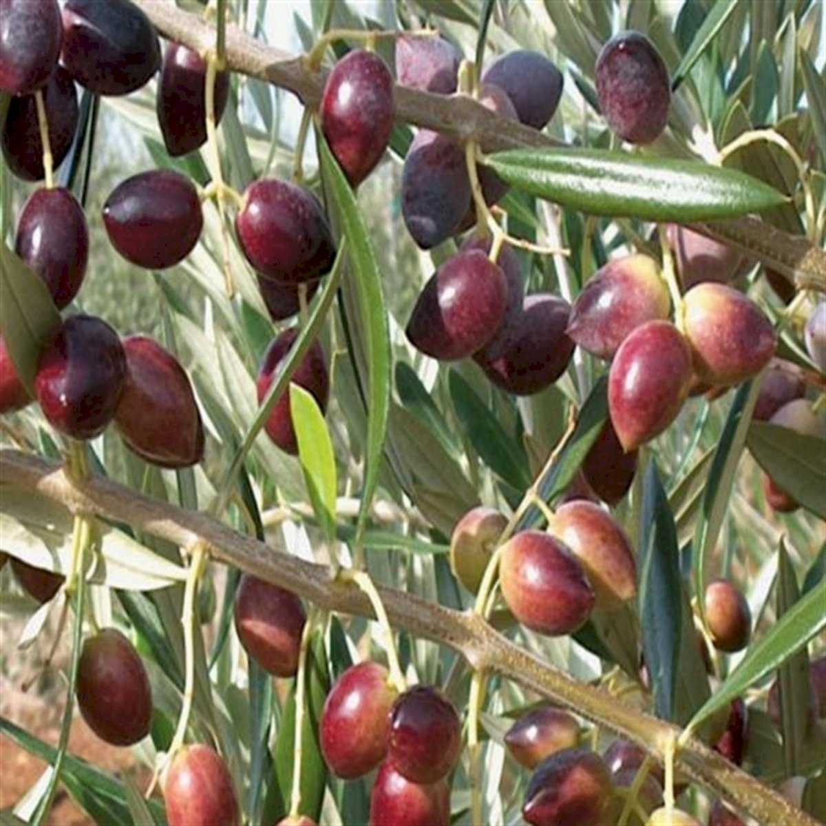 Mavi Sertifikalı Manzanilla Zeytin Fidanı