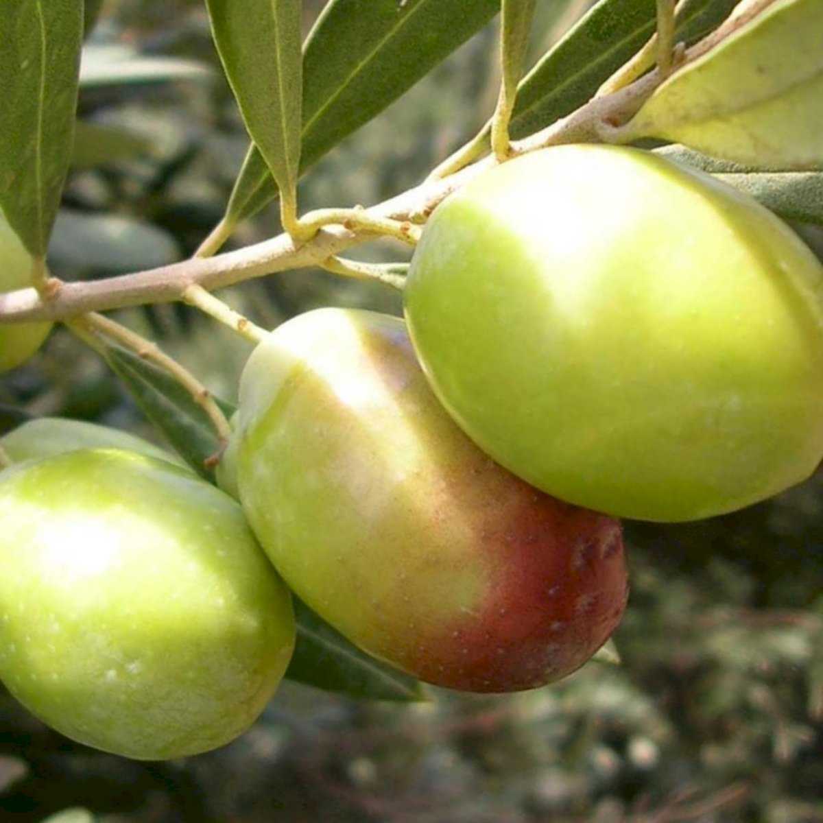 Mavi Sertifikalı Yamalak Sarısı Zeytin Fidanı